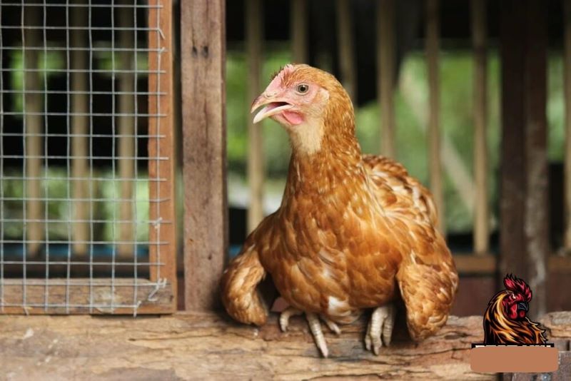 Nguyên nhân gây ra bệnh gà há miệng thở
