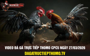 Video đá gà trực tiếp thomo CPC5 ngày 27/03/2026