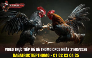 Video trực tiếp đá gà thomo CPC5 ngày 21/05/2026