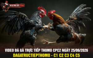 Video đá gà trực tiếp thomo CPC2 ngày 25/06/2026